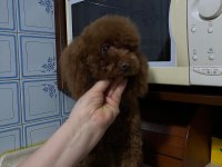 Toy poodle dişi