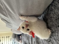 1.5 aylık scottish fold yavru kedimiz