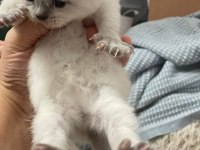 Safkan Scottish Fold
