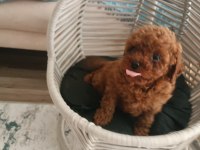 Toy poodle WC eğitimli ve karneli