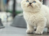 OYUNCAK GİBİ YUVARLAK YÜZLÜ SAFKAN BRİTİSH BEBEKLER