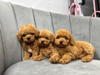 Toy Poodle Yavrularımız