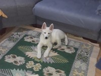 Husky dişi yavru 3 aylık