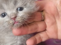 Lila krem rengi 30 günlük yavru kediler