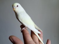 Rengarenk muhabbet kuşu yavrular