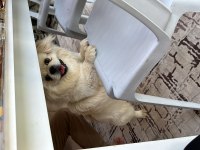 Pekinez köpeğimize yeni sahibini arıyoruz