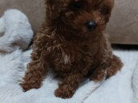 Toy poodle yavru dişi