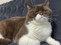 Aktif yetişkin erkek british shorthair