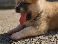 Japon akita inu 2 buçuk aylık yavrularımız mevcuttur