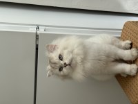British Longhair kedisi
