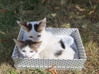 2 minik bebek kedimiz
