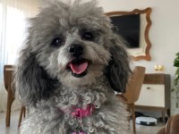 Nadir renk beyaz toy poodle