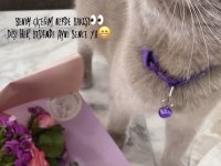 British shorthair kedimiz 2 yaşında
