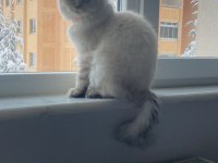 Maviş kızım 9 Aylık british longhair