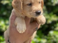 AİLE KÖPEĞİ GOLDEN RETREİWER