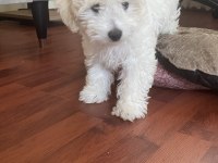 MALTİPOO 4 AYLIK EĞİTİMLİ