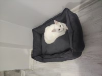 Van dan özel getirdik van kedisi