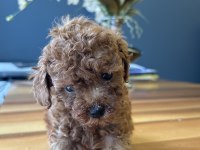 KORE KAN POODLE BEBEKLER