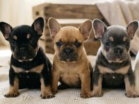 Exotic French Bulldog Bebekler