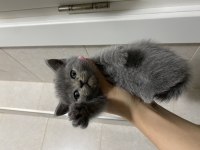 Erkek Dişi British Shorthair Bebeklerim