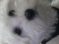 Evin neşesi köpeğimiz