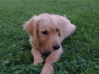4 aylık aşıları tam eğitimli golden retriever