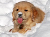 Oyunsever golden retriever yavrular