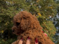 REDBROWN TEACUP POODLE YAVRUMUZ IRKININ EN MİNİĞİ