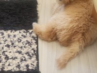 5 aylık maltipoo erkek