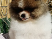 Mini Teddy Face Pomeranian Dişi Yavrularımız