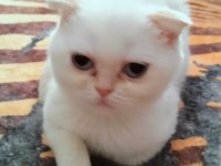 Yavru Scottish Fold Acil