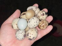 1. Kalite kuluçkalık bıldırcın yumurtası japon