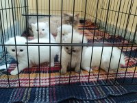 1 AYLIKTIR KEDİLER