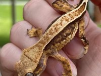 SUPER KALİTE CRESTED GECKOLARIMIZ