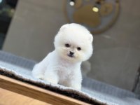 Pomeranian bebek