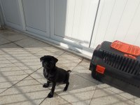 Dışı pug mops yavrusu
