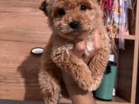 Maltipoo köpeği yavrularımız