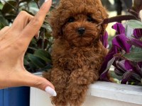 TÜY DÖKMEYEN BASIK SURATLI KORE YAVRU KÖPEĞİM