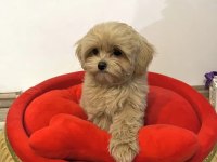 Baby Face Maltipoo Yavrularımız