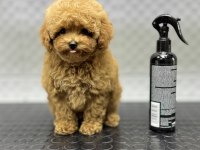 KORE ERKEK BEBEK YÜZLÜ POODLE YAVRUMUZ