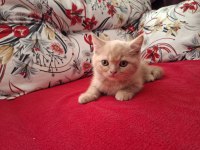 Erkek British Longhair 2 Aylık