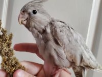 Sultan Papağanlar Bebek ve Damızlık
