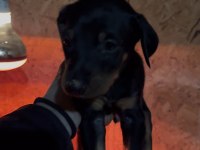 45 günlük dişi doberman yavrularımız