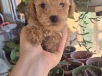 EVINIZIN POODLE NEŞE KAYNAKLARI