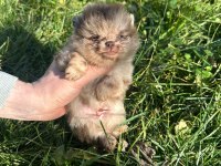 Antalya pomeranian boo köpekler