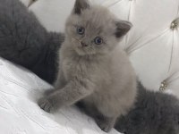 SAFKAN LİLAC AÇIK GRİ DİŞİ SCOTTİSH AİLESİNİ ARIYOR