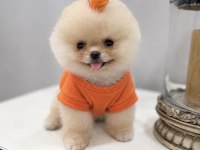 MİNNAK BOY TEACUP GÜLEN SURATLI POMERANİAN OĞLUMUZ