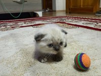 Scottish fold bulu point yavrular