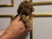 Toy poodle yavrularimiz