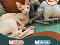 Sfenks kedilere ömürlük ücretsiz yuva arıyoruz